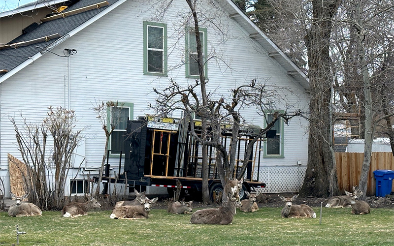 The neighbor’s house protected eleven deer from the cold south wind blowing steadily at 30 miles per hour. We had many twigs all over the lawn, but the grass is turning green. (Yes, he was having his house re-roofed.)